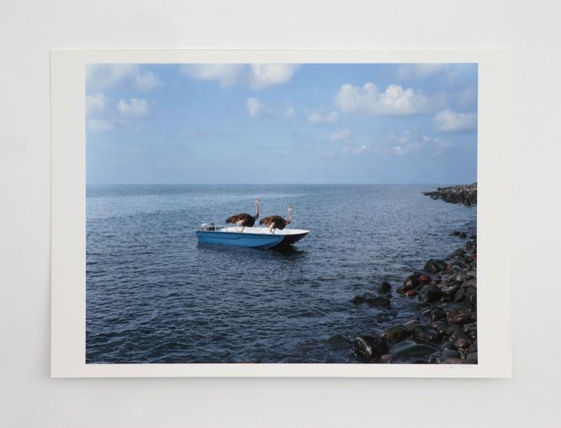 Paola Pivi - Untitled (ostriches)